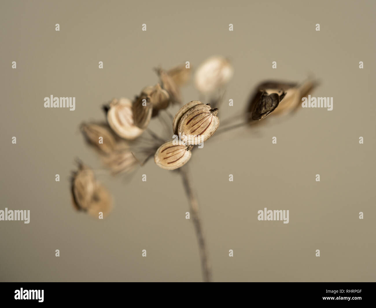 Une macro close up detail of cow parsley graines à l'automne en UK Banque D'Images