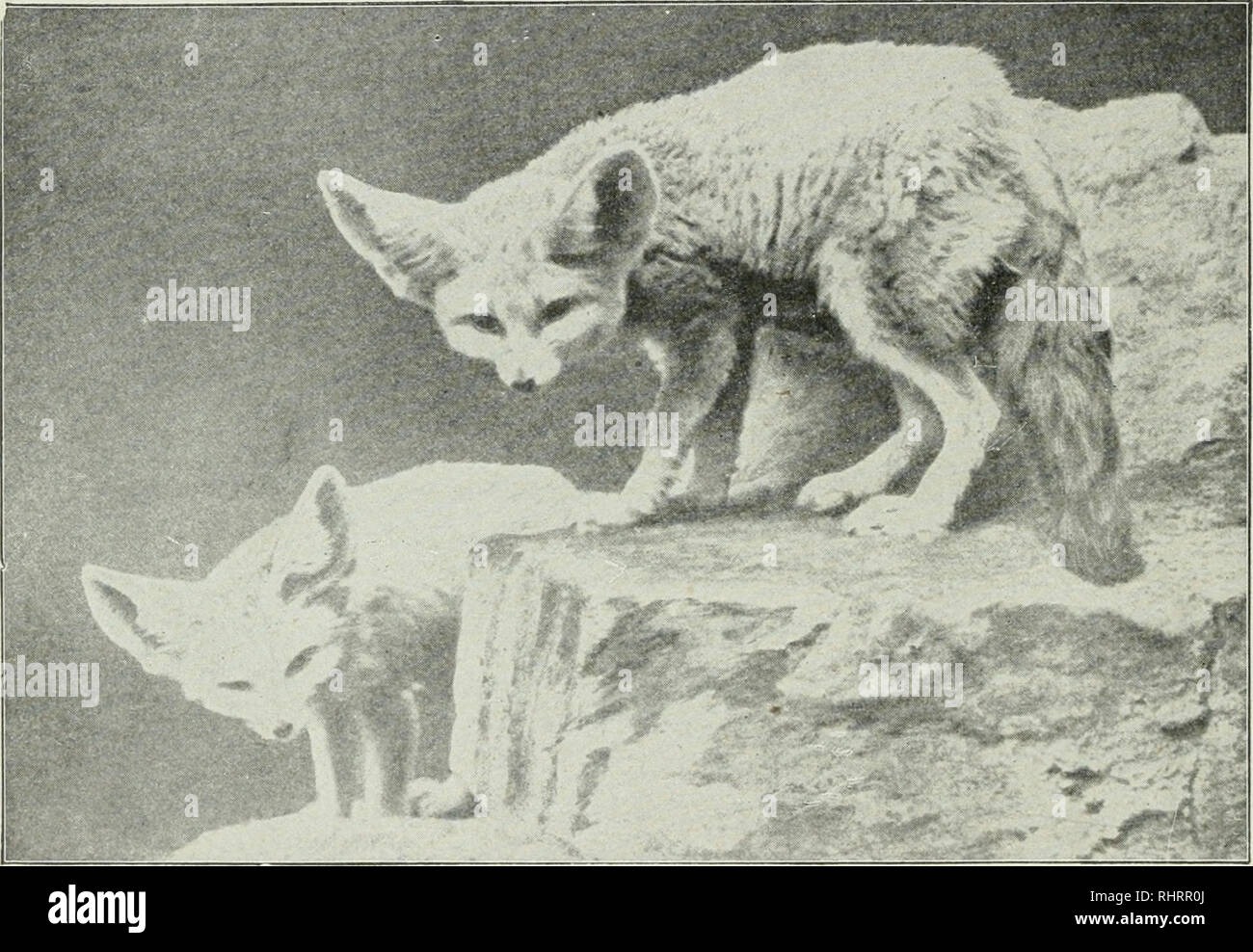 . La chasse au gros gibier en Afrique et dans d'autres terres ; l'apparence, habitudes, traits de caractère et chaque détail de la vie des animaux sauvages ... La chasse -- l'Afrique ; le comportement animal. 292 L'HISTOIRE DU RENARD. Seulement 24 pouces de l'extrémité du museau à la naissance de la queue. Sa fourrure est gris, teinté de rouge. Il n'est pas timide, et j'ai tiré sur l'un que marché jusqu'à mon audace camp. Son terrier est dans la plaine, et il vit des lézards, des rats, des crabes, wdiite les fourmis et insectes divers. La Fox n'a pas d'odeur, et donc est rarement chassés à courre. Une autre petite et jolie membre de la fox fami Banque D'Images