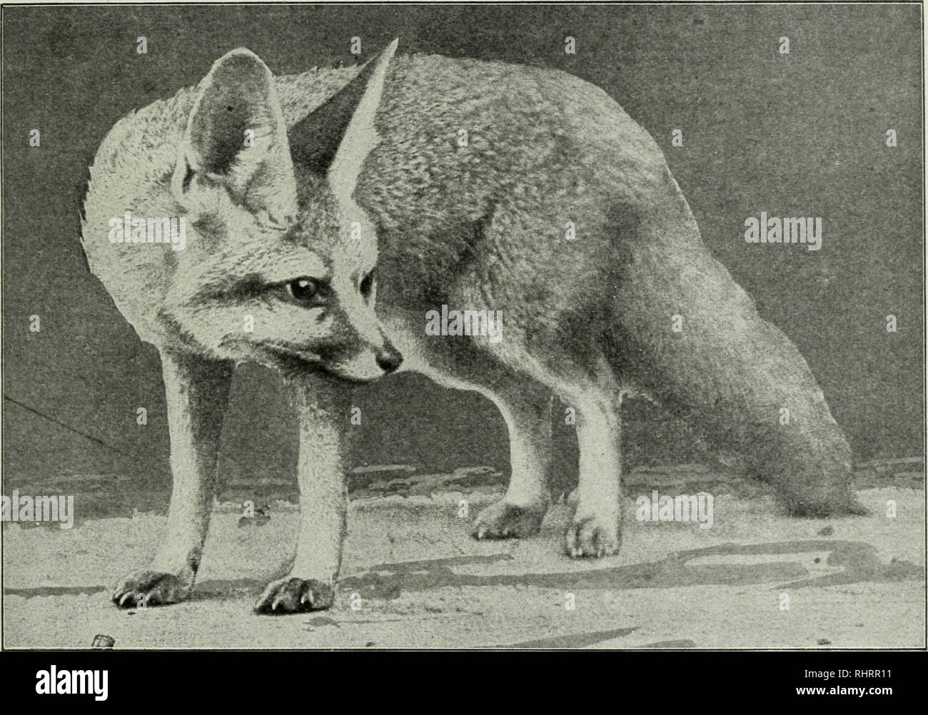 L Histoire De La Chasse Au Renard Banque D Image Et Photos Page 2 Alamy