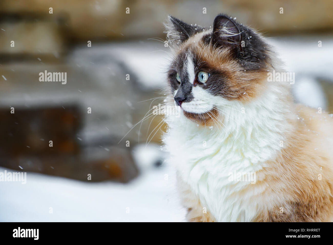 Fluffy cat avec une faible profondeur de champ Banque D'Images