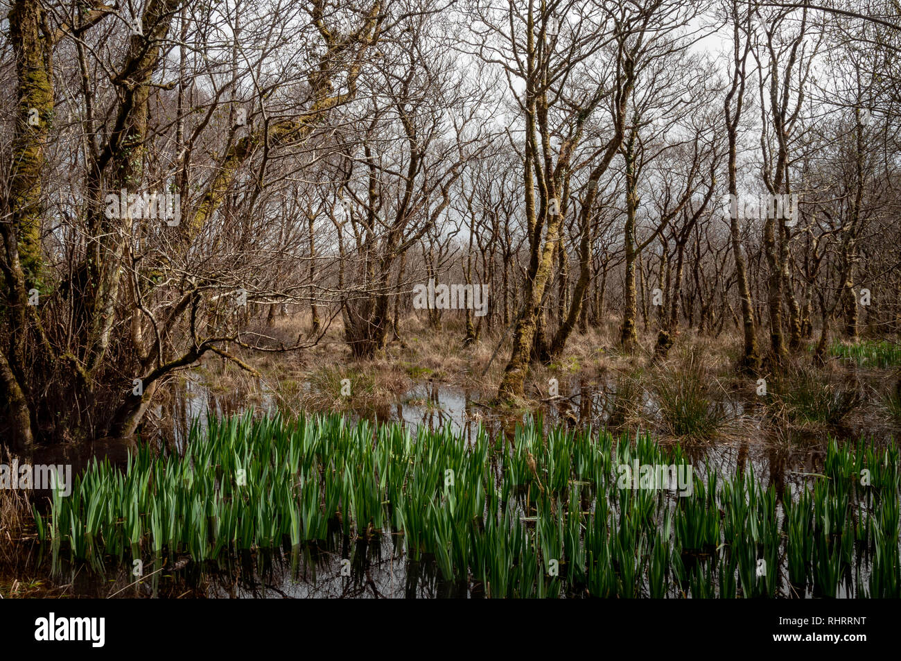 Herbe de Cogon ou Imperata cylindrica et arbres de mousses dans un marais terres marécageuses marécages forêt boisée dans le parc national de Killarney, comté de Kerry, Irlande. Banque D'Images