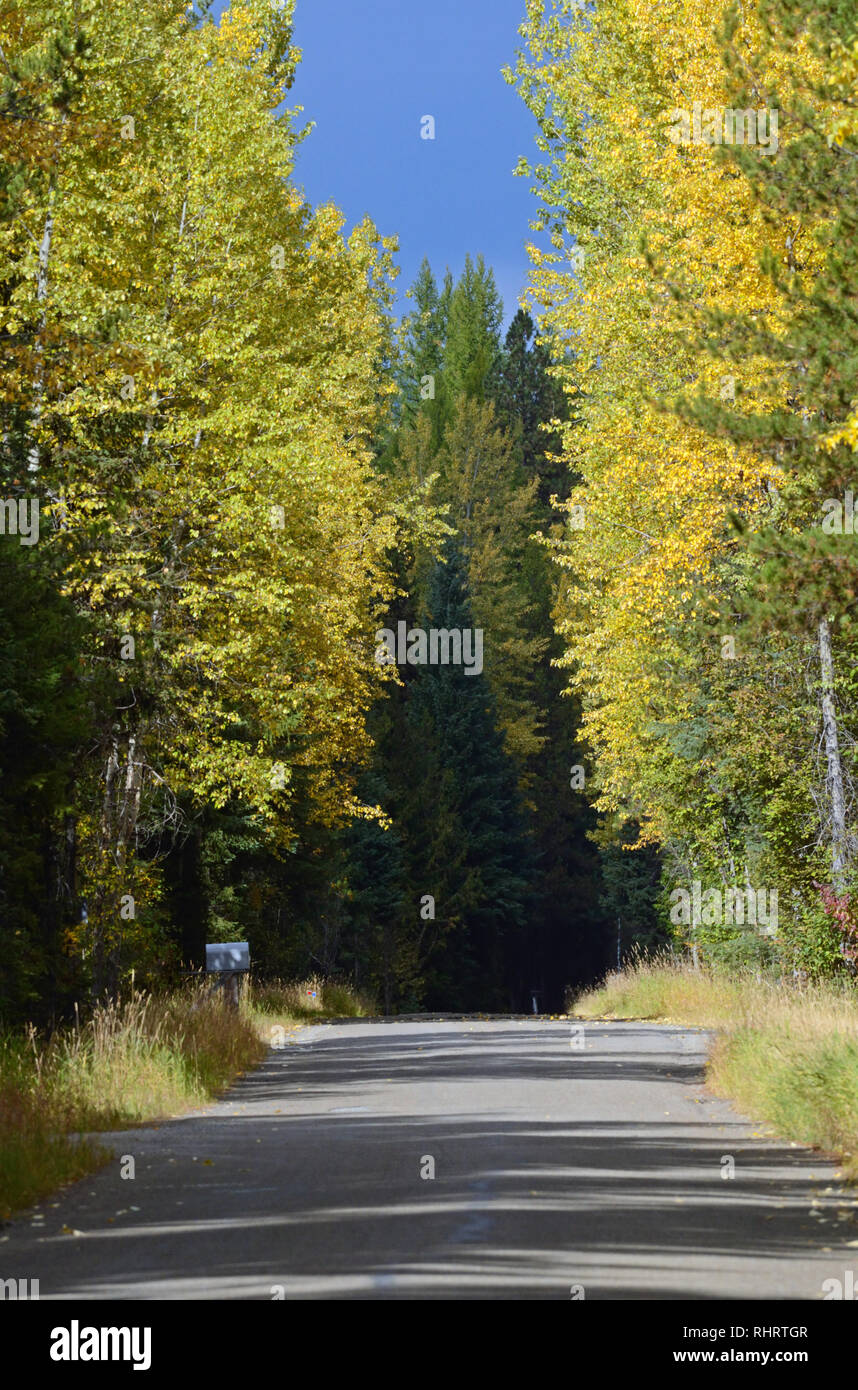 Couleurs de l'automne ligne de la South Fork Yaak route à l'automne. Vallée de Yaak dans les montagnes Purcell, dans le nord-ouest du Montana. (Photo de Randy Beacham) Banque D'Images