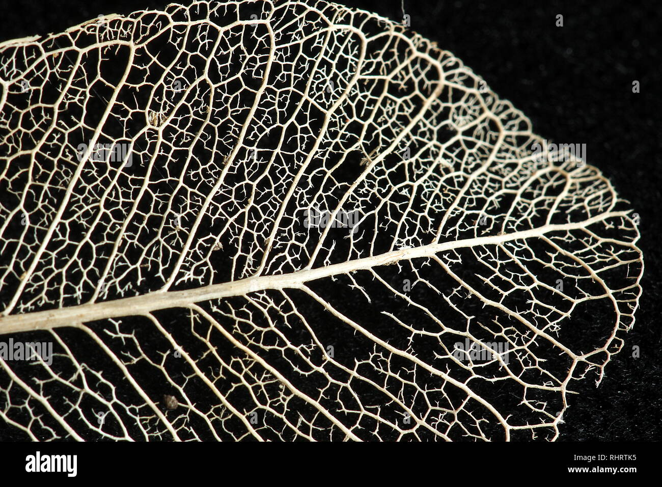 Squelette des feuilles Banque de photographies et d’images à haute