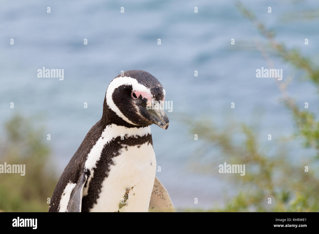 Serin cini de Caleta Valdes colonie de pingouins, Patagonie, Argentine. La faune de l'Argentine Banque D'Images