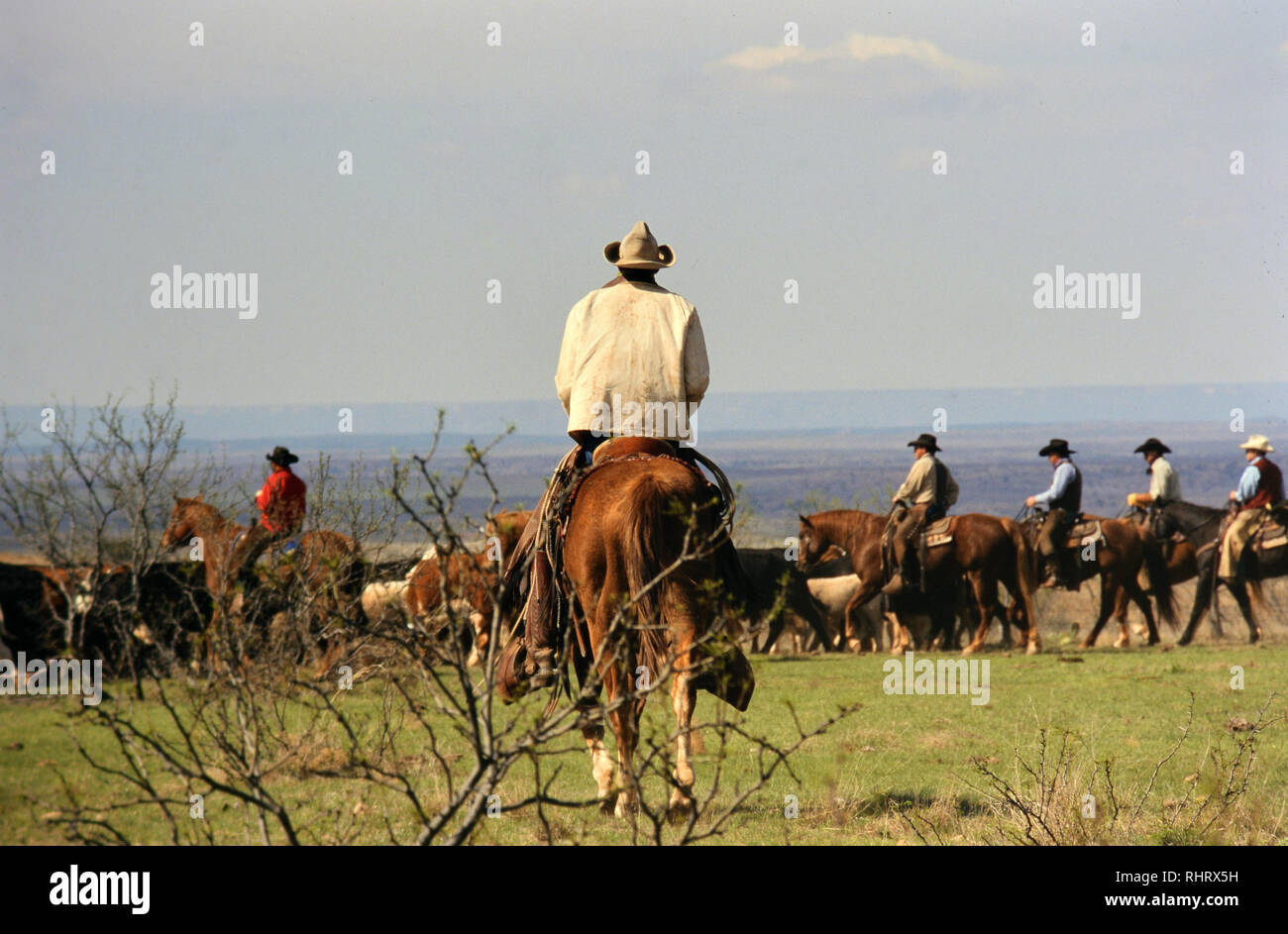 Au cours d'un troupeau holding Cowboys roundup printemps sur un ranch au Texas en 1998. Banque D'Images