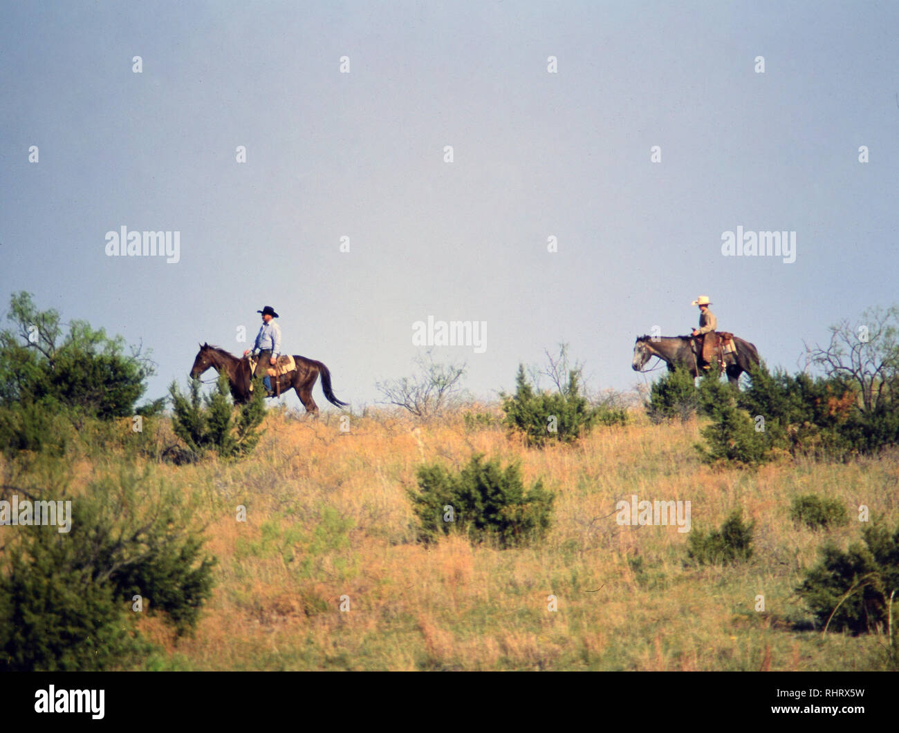 Cowboys à la recherche de veaux d'un ranch au Texas pendant un temps de printemps round up et de l'image de marque Banque D'Images