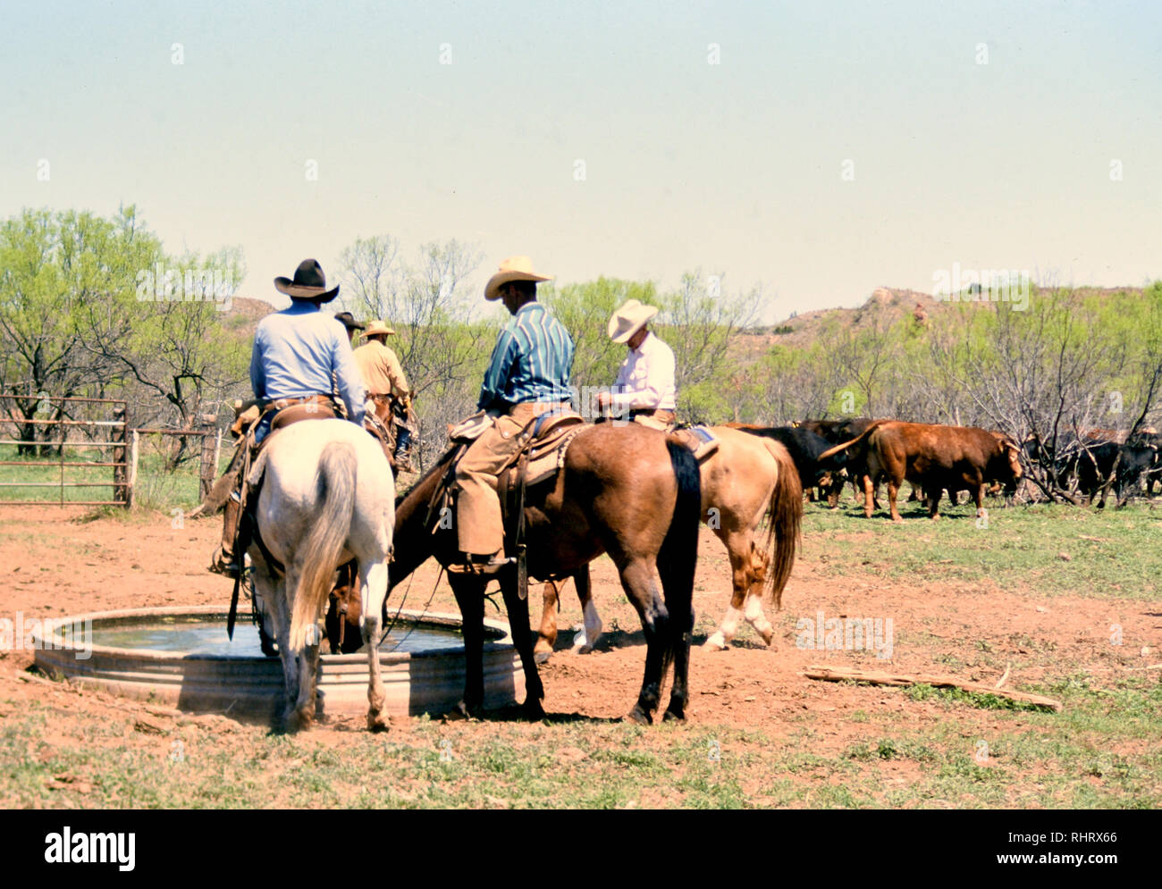 Cowboy à cheval dans un ranch au Texas au printemps round up et temps de marque Banque D'Images