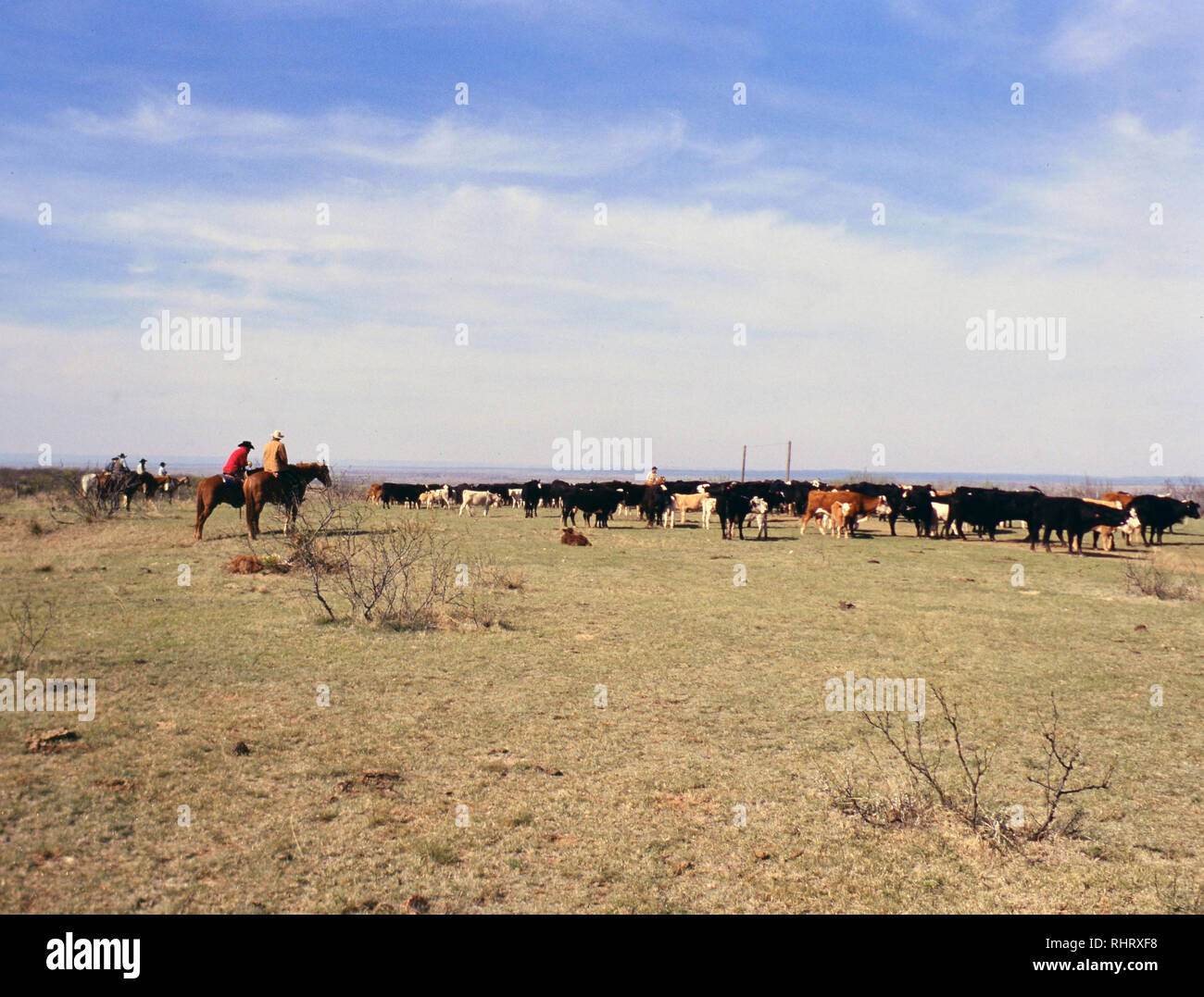 Au cours d'un troupeau cow-boys holding ressort autour des veaux d'un ranch au Texas des années 90. Banque D'Images