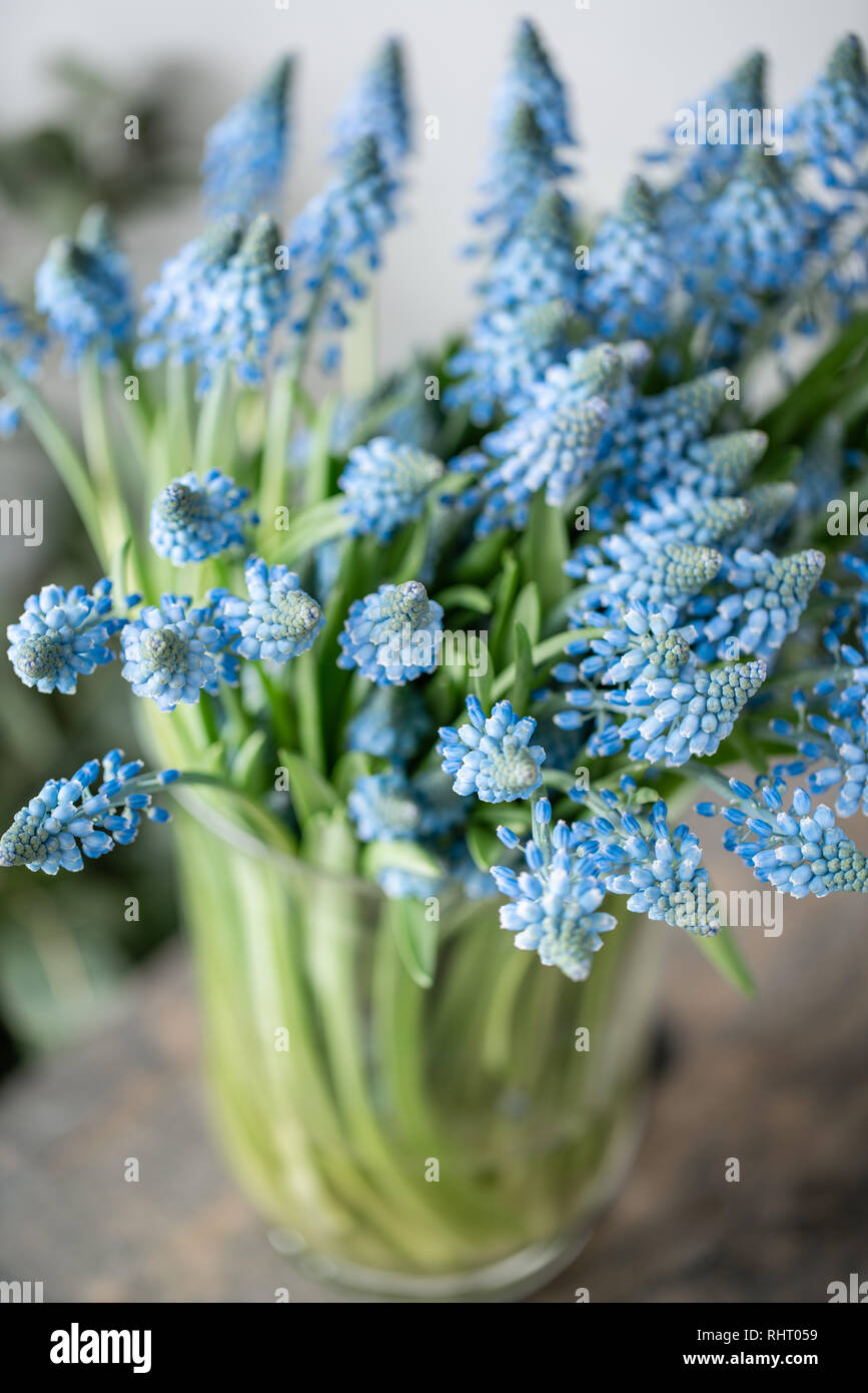 Bouquet de fleurs muscari bleu vase en verre sur la table en bois. Les fleurs à bulbe de printemps. Flower shop concept Banque D'Images