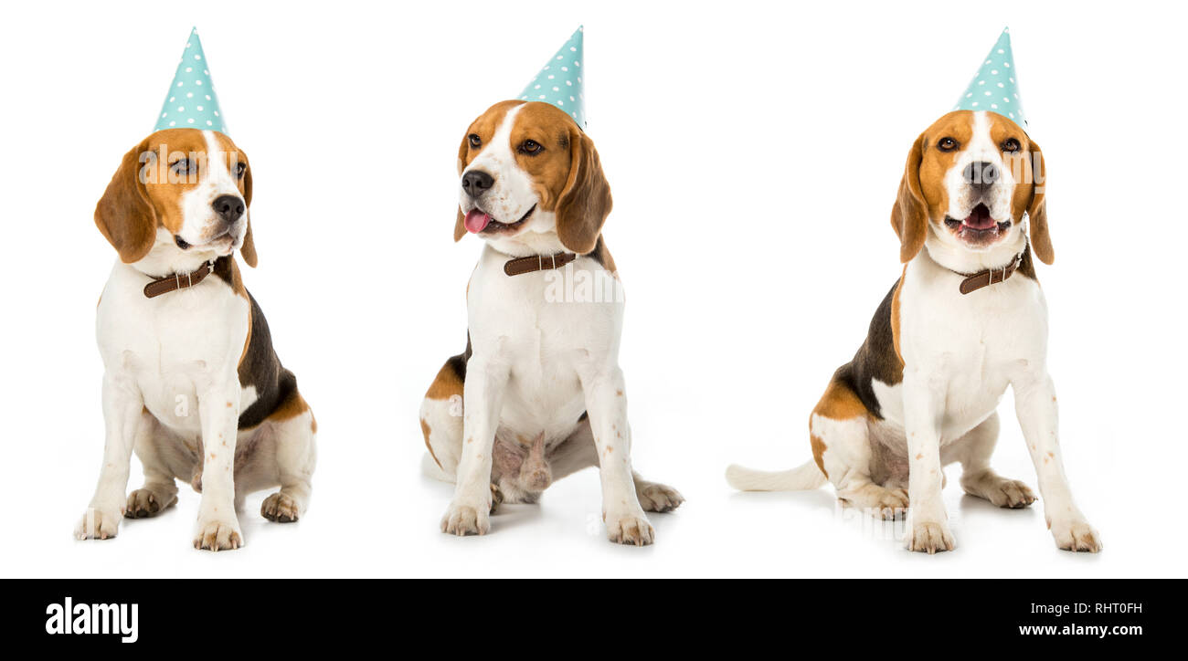 Collage de chien assis en bleu party hat isolated on white Banque D'Images