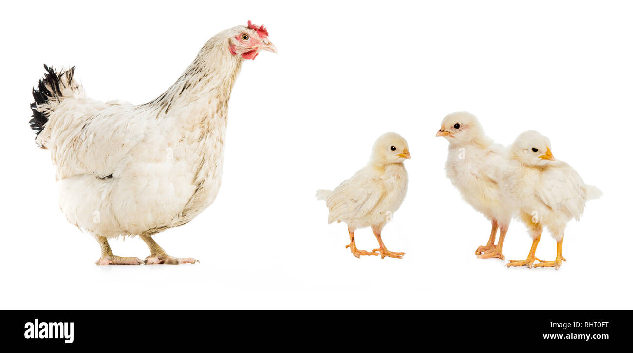 Trois poulets et hen isolated on white Banque D'Images