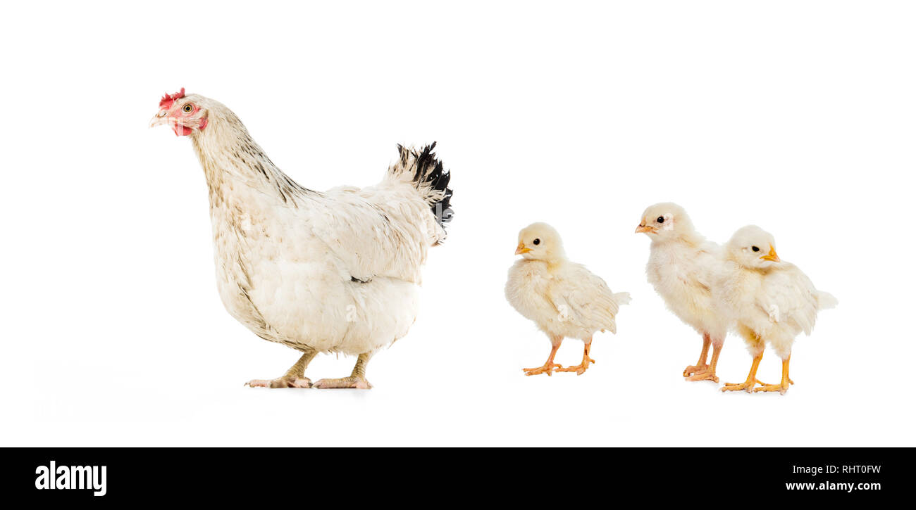 Trois poulets et hen isolated on white Banque D'Images