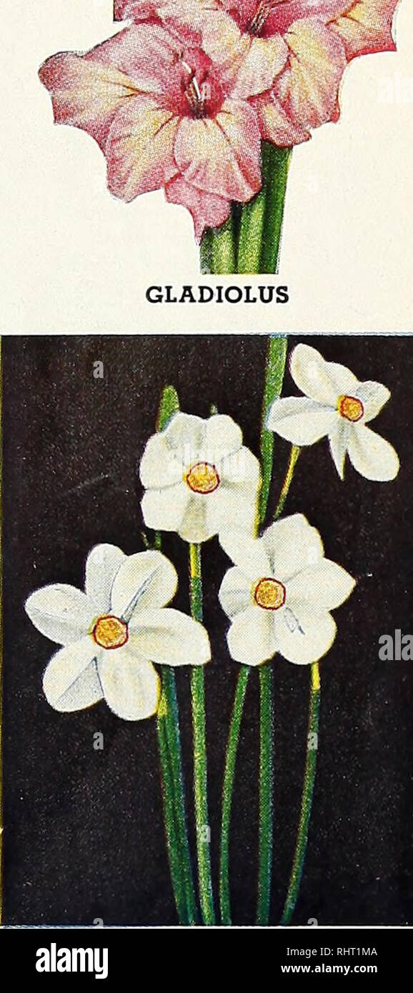 . Comté de Benton Co. Pépinière pépinières (Horticulture), catalogues, arbres fruitiers, plantes ornementales ; catalogues, catalogues, légumes, graines, ; catalogues ; Fleurs, graines, catalogues, l'ombre des arbres, des catalogues ; bulbes (plantes), catalogues. Bonnes affaires spécial Arc-en-ciel 35 40 1,00 $ glaïeul mélange rare collection d'Iris. : $1,00 15 1,00 $ Collection de narcisses pivoines 4-couleurs $1,00 10-Chrysanthèmes Couleurs mélangées ....$1,0012 Asters Hardy-mixed $1,00 $1,00 4 lys Royal tous les Specials Prepaid. Chrysanthème NARCISSE. Veuillez noter que ces images sont extraites de la page numérisée des images qui peuvent avoir été chiffres Banque D'Images