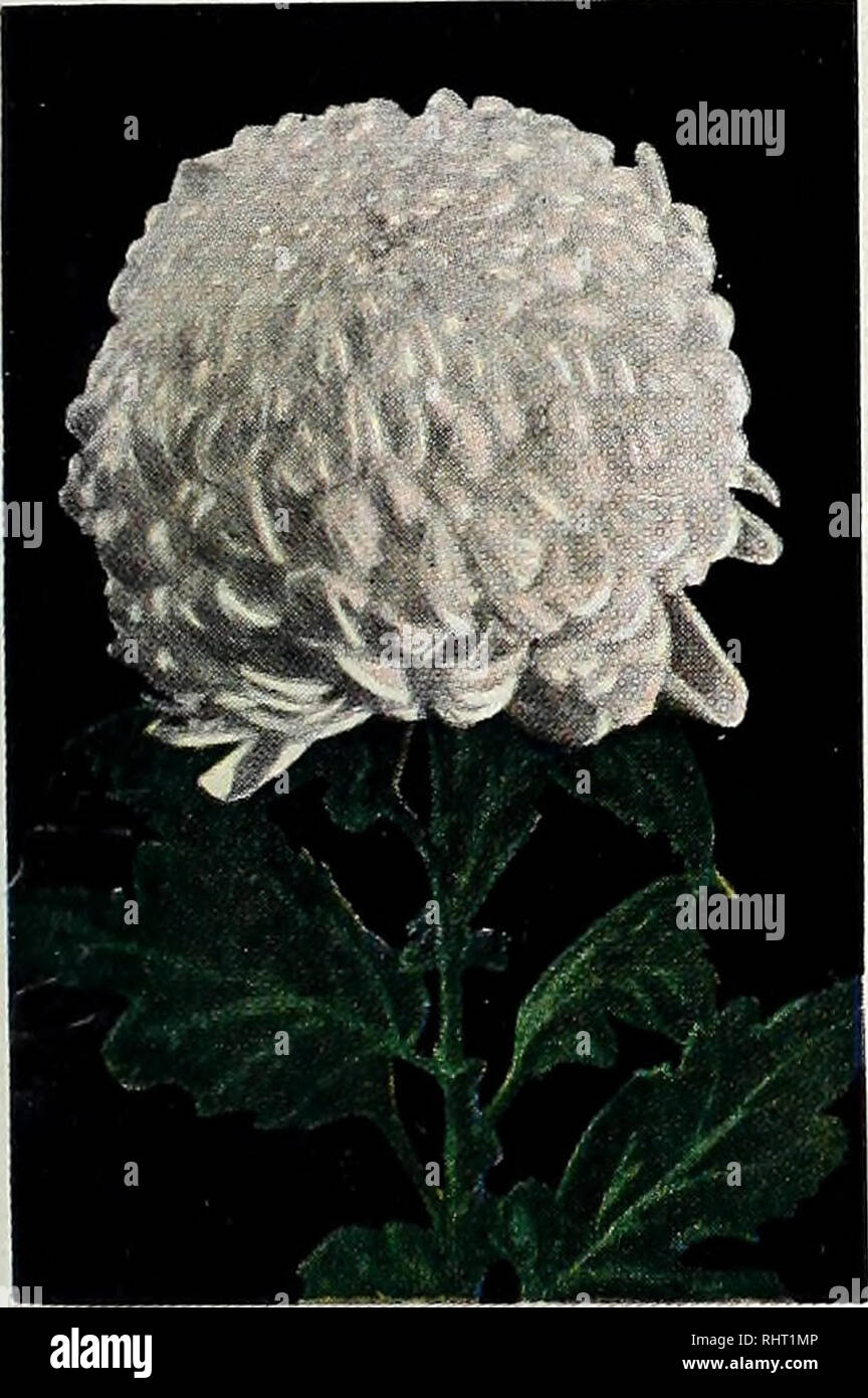 . Comté de Benton Co. Pépinière pépinières (Horticulture), catalogues, arbres fruitiers, plantes ornementales ; catalogues, catalogues, légumes, graines, ; catalogues ; Fleurs, graines, catalogues, l'ombre des arbres, des catalogues ; bulbes (plantes), catalogues. IRIS PIVOINES mixtes. Bonnes affaires spécial Arc-en-ciel 35 40 1,00 $ glaïeul mélange rare collection d'Iris. : $1,00 15 1,00 $ Collection de narcisses pivoines 4-couleurs $1,00 10-Chrysanthèmes Couleurs mélangées ....$1,0012 Asters Hardy-mixed $1,00 $1,00 4 lys Royal tous les Specials Prepaid. Veuillez noter que ces images sont extraites de la page numérisée des images qui peuvent avoir été numériquement Banque D'Images