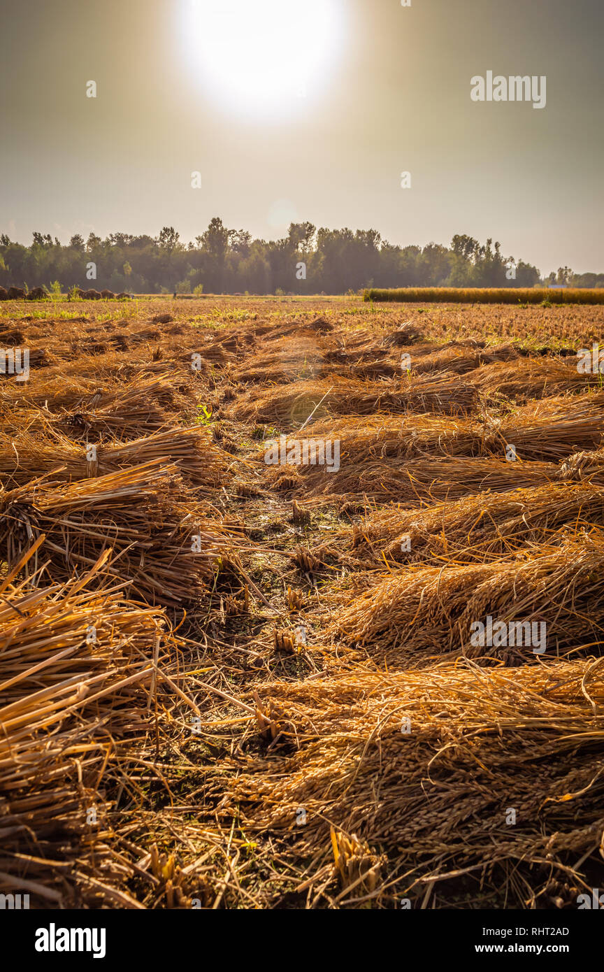 Des tas de foin paille de riz dans des rizières au Cachemire Banque D'Images