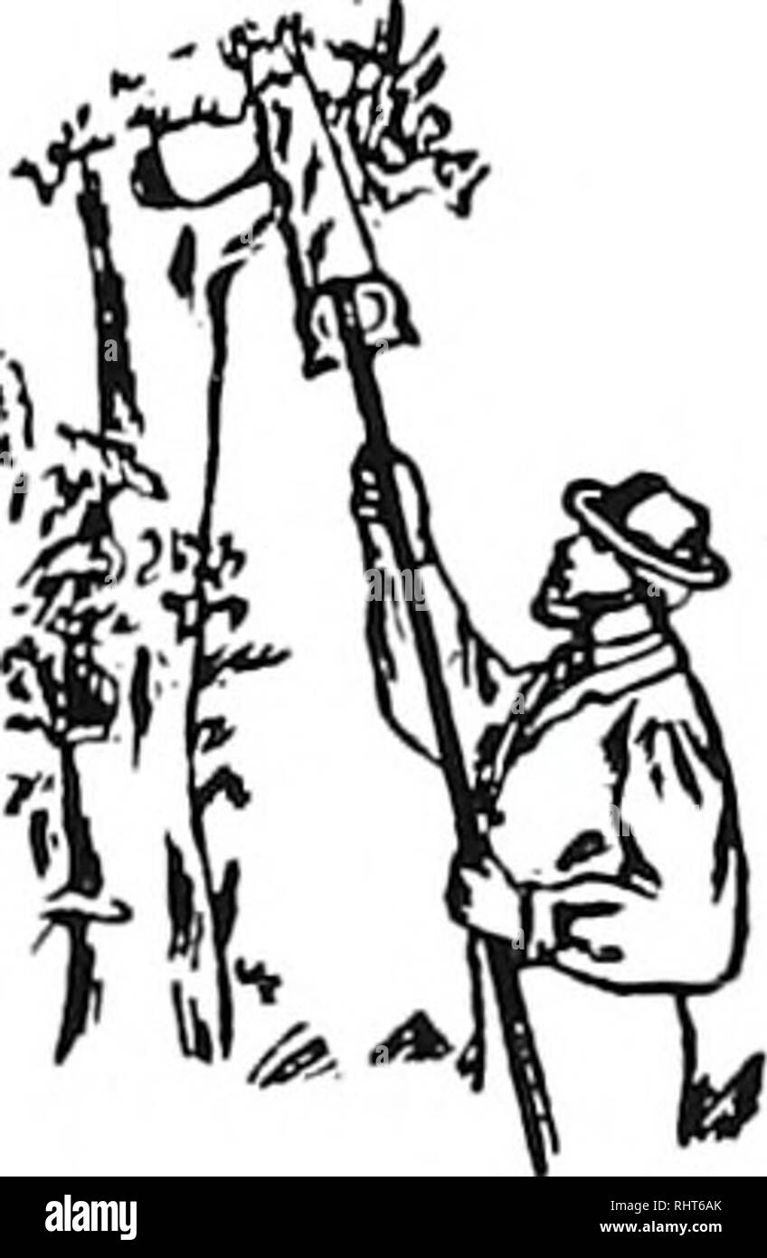 . Verger Biggle [microforme] livre : fruits et verger glanage de bough au panier : recueillies et rassemblées dans un livre. La culture de fruits. ric. tii CUT PAS AUSSI sur tout les gourmands qui peuvent se développer à partir de la base d'Inink. Le faire à tout moment. Quand couper les branches de taille juste, vu le dessous de la branche environ un tiers de la voie par, ou jusqu'à ce que le vu commence à pincer et ensuite vu sur le dessus environ un demi-pouce de la contre-dépouille ; et quand le canon scié presque à la miner le membre se rompre et se décollent pas en bas du côté de l'arbre. (Voir les illustrations, Figs. Malade et IV.) puis continuer le haut coupé de manière Banque D'Images