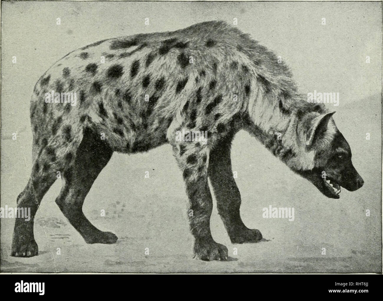 . La chasse au gros gibier en Afrique et dans d'autres terres ; l'apparence, habitudes, traits de caractère et chaque détail de la vie des animaux sauvages ... La chasse -- l'Afrique ; le comportement animal. Le corrigé de la hyène. 177 les tombes si commune dans ces pays ; mais en Inde c'est plus com- monly trouvés dans les trous et grottes dans les roches. J'ai plus d'une fois tourné un sur un champ de canne à sucre lors de la recherche de chacals, et très souvent se cache parmi les ruines ; mais en général sa tanière est dans un trou creusé par lui-même sur le flanc d'une colline ou un ravin, ou une grotte dans une roche. L'appel de la hyène est très désagréable, un cri surnaturel, et Banque D'Images