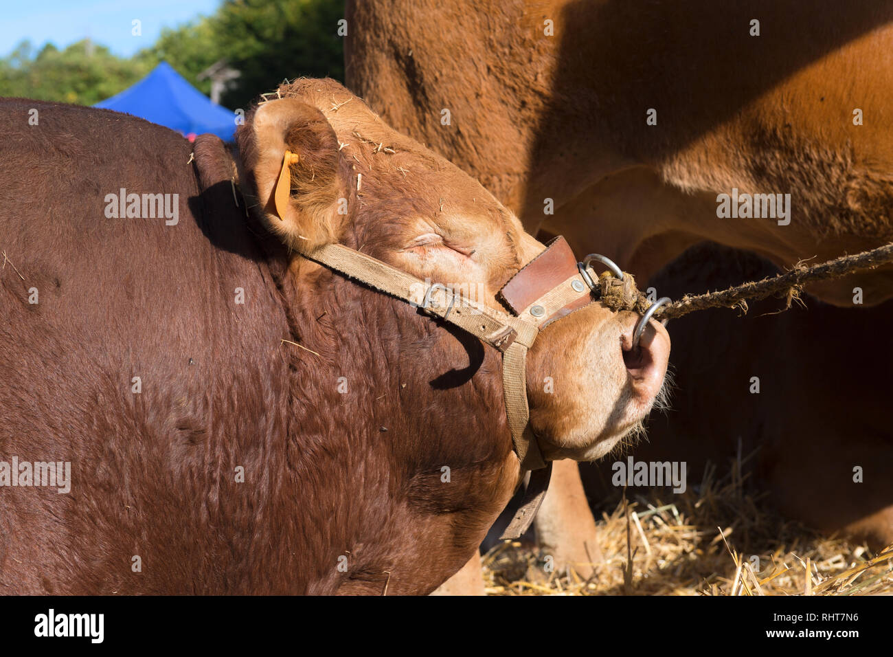 Limousin français bull avec anneau dans le nez au marché Banque D'Images