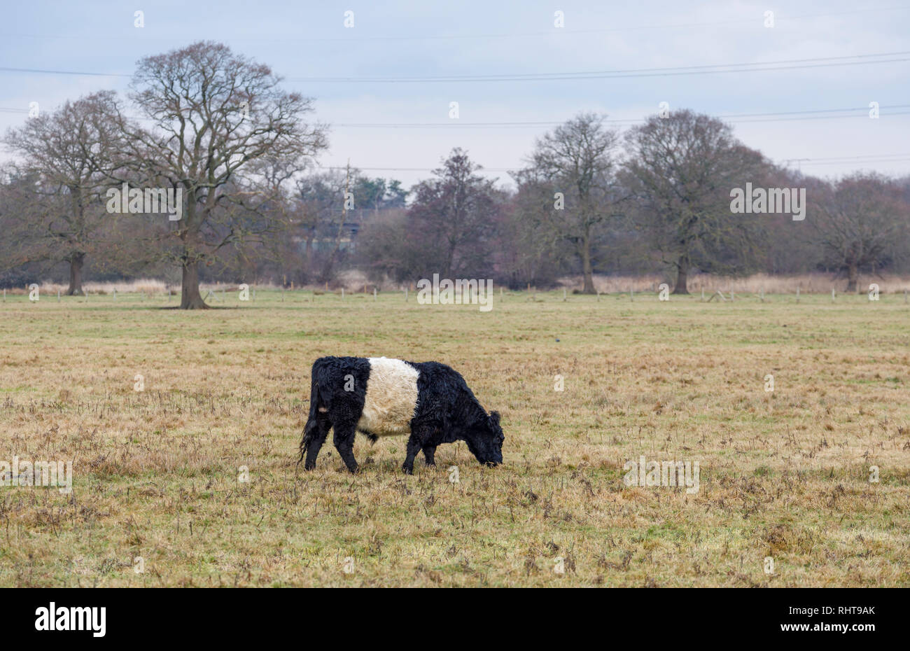 Ceinture gc avec des cheveux longs typique et manteau ceinture blanche  large, une race de boeuf écossais traditionnel et le pâturage du bétail  dans un champ en Wisley, Surrey Photo Stock -