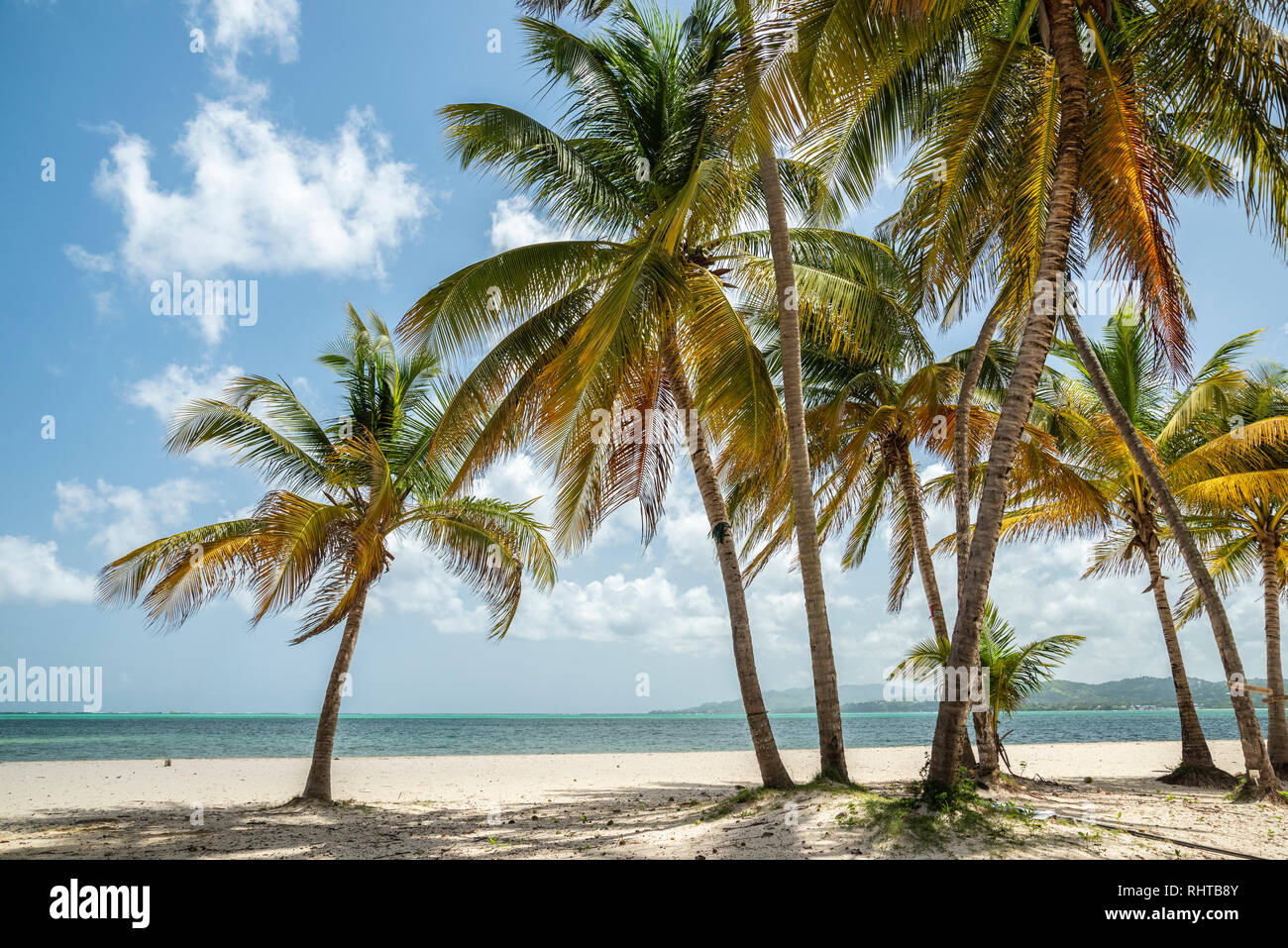 Plage et cocotiers à Pigeon Point Heritage Park sur l'île de Tobago, Trinité-et-Tobago. Banque D'Images