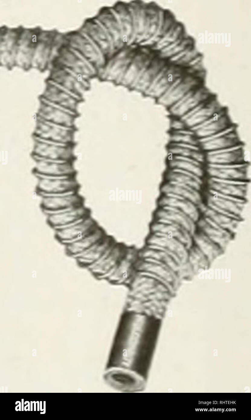 . Mieux les fruits. La culture de fruits. Commande d'essai indique satisfaction et economv. MULCONROY Manafactured uniquement par COMPANY, INC. LES AGENTS DE PHILADELPHIE NEW YORK 1887 établie voulait revenir pour s'occuper de ses intérêts ici. Le Conseil d'administration de la rivière Hood .pple Growers' Association, .après avoir dûment examiné et delibera- tion, a choisi M. .Sieg comme Salesnianagcr .pour l'année à venir, poste qu'il occupe maintenant, avec un bureau à Hood River. M. Mcrae a consacré toute sa vie à l'entreprise fruits et légumes et a construit une réputation qui est égale à la meilleure c'est une rec- ord Banque D'Images