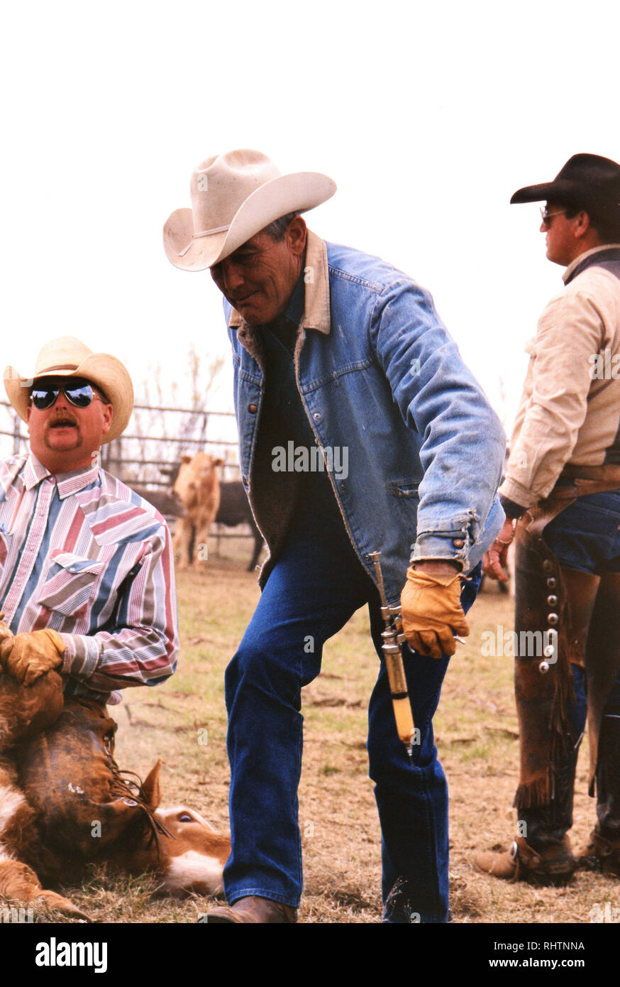 Les jeunes d'accompagnement cowboy un veau après qu'il a été traîné sur le feu par un autre cowboy et est sur le point d'être stigmatisé. Banque D'Images