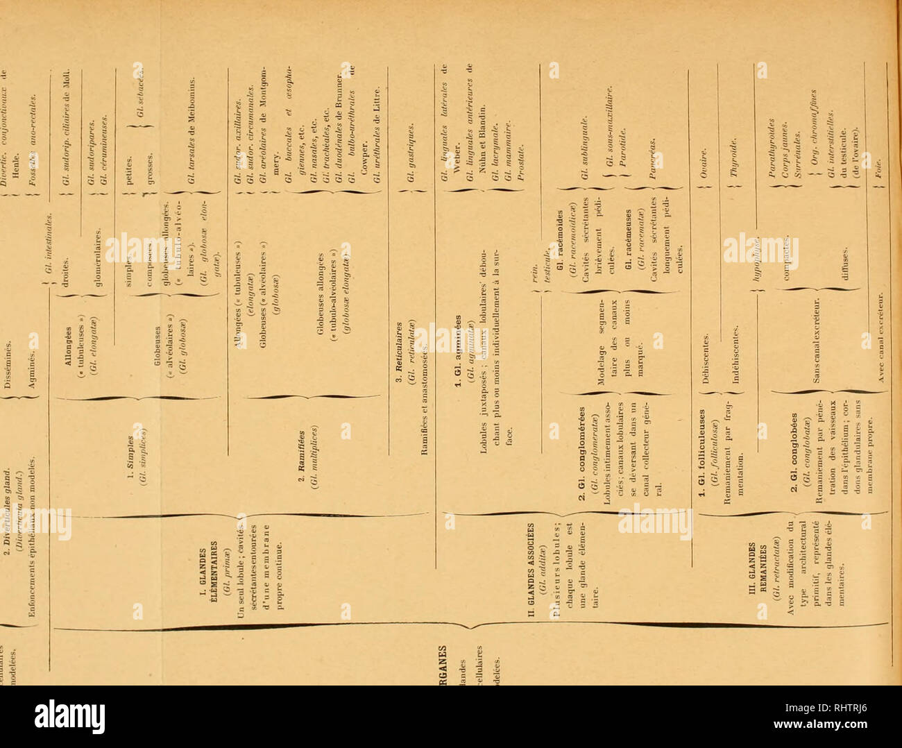 . Bibliographie anatomique. L'anatomie humaine, histologie ; Embryologie, humain. w ïï. Veuillez noter que ces images sont extraites de la page numérisée des images qui peuvent avoir été retouchées numériquement pour plus de lisibilité - coloration et l'aspect de ces illustrations ne peut pas parfaitement ressembler à l'œuvre originale.. [Paris : Berger-Levrault et Cie Banque D'Images