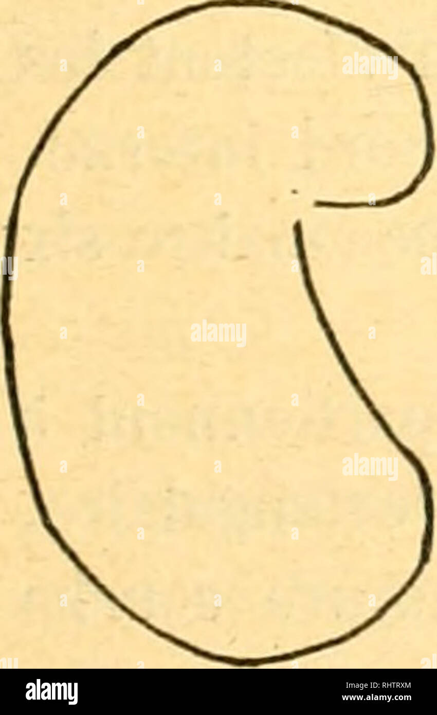 . Bibliographie anatomique. L'anatomie humaine, histologie ; Embryologie, humain. V VI face à face antérieure Face posténeure posténeure fhce antérieure. Veuillez noter que ces images sont extraites de la page numérisée des images qui peuvent avoir été retouchées numériquement pour plus de lisibilité - coloration et l'aspect de ces illustrations ne peut pas parfaitement ressembler à l'œuvre originale.. [Paris : Berger-Levrault et Cie Banque D'Images