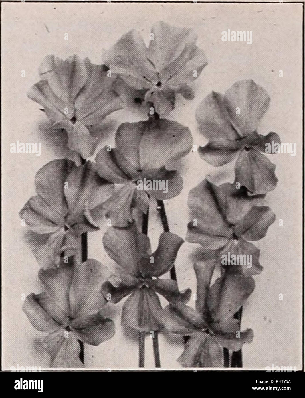 . De meilleurs fruits et fleurs : 1936. Catalogues Catalogues baies ; fleurs ; plantes ; horticulture ; Catalogues Catalogues Catalogues Catalogues vivaces ; fruits ; catalogues d'arbustes ; catalogues commerciaux New Jersey peu d'argent. Soleil d'tournesol ou un tiers de la taille naturelle • TORCHLILY Torchlily Tritoma Express (T. "Ex- press"). 3 ft. Orange fleurs écarlates riche sur de hautes tiges d'août à octobre. Une étonnante vivace. W besoins inter protection au nord de Trenton, N. J. TUNICFLOWER Tunicflower {Saxifrage Tunica T. saxi- Jraga). 6 in. Clair rose- Débit d'été de l'afl attrac- tion en touffes de feuillage. ( Banque D'Images