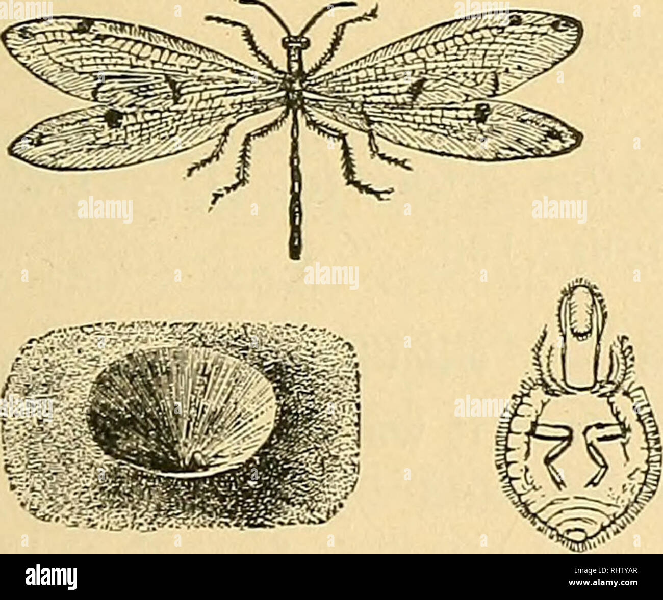 . Les Bermudes. Un compte de leurs paysages, le climat, les productions, la géographie physique, l'histoire naturelle et de géologie, avec des croquis de leur découverte et au début de l'histoire, et de l'évolution de la flore et de la faune en raison de l'homme. L'histoire naturelle. 783 A. M Verrill-les Bermudes. 371 Tête, devant les yeux et la bouche-parties rouge ; la face supérieure de la tête et des bases d'antennes jaune verdâtre ; yeux marron foncé ; jambes ; sombre des palpi Figure 149.-Dentelles-wing Fly {Chrysopa), Nat. taille, avec ses œufs montés sur des tiges de soie ; c, larve ; espèces américaines. À partir de la Webster's International Dictionary. Dans un distinguishab pas couper Banque D'Images