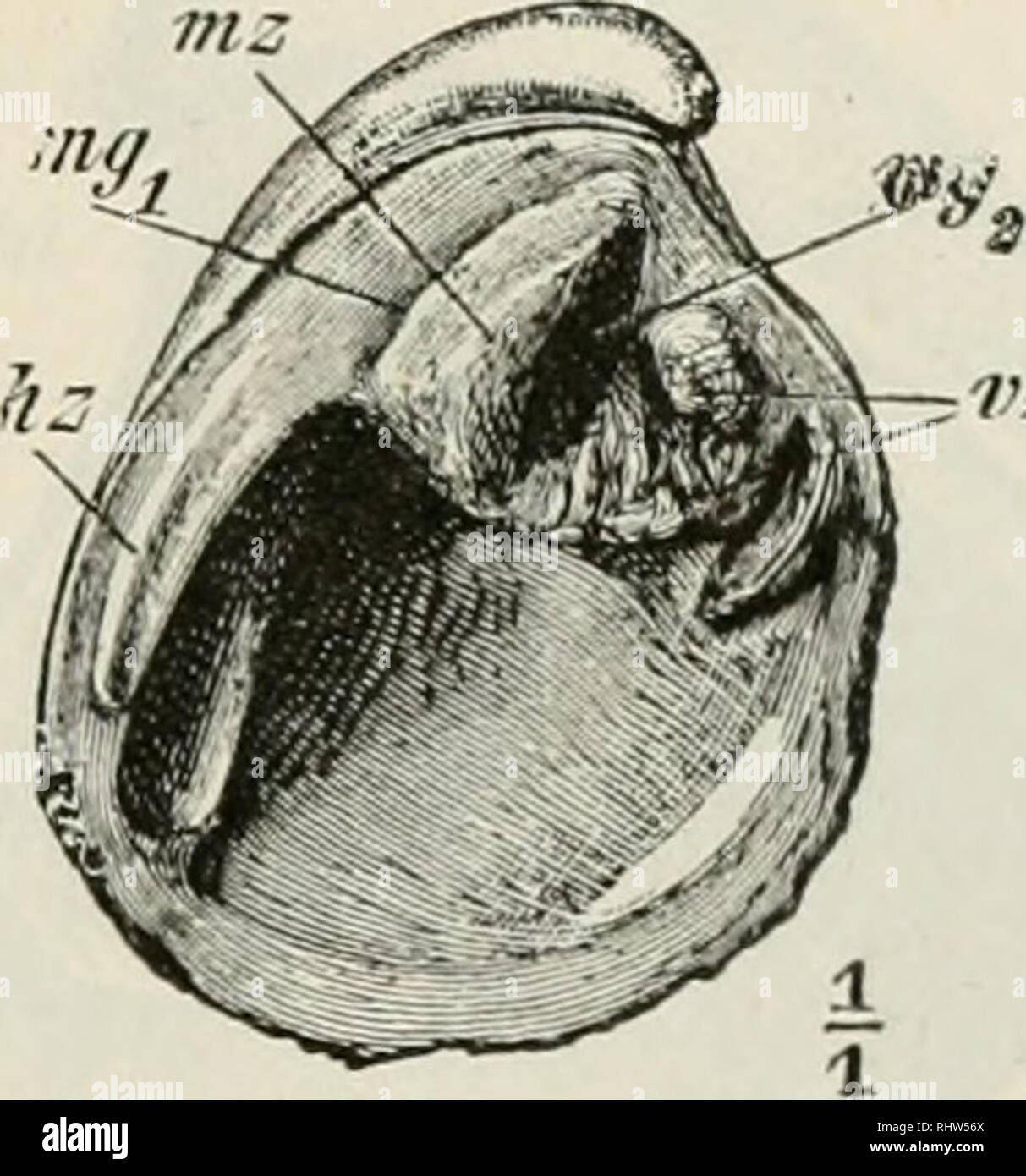 . Berichte der naturforschenden Gesellschaft zu Freiburg i. Br. La science. Megalodon cucullatus, Goldfuss. der ZÃ¤Uippopodiutn hne bei2) und Serripes. Stelle Ich vor mir, dass durch von Ablagerung Kalksubstanz der schwache Zahn niz je der rechten, die der linken Zahngrube obliteriren Klappe mgi. Nach der Auffassung wÃ¤¶SchlÃ die ren sser mit 2 SchlosszÃ¤hnen mz2 mzi und in der rechten und 2 Schlosszahngruben und gig dans mgs der linken Klappe normal. Die SchlÃ Schlosszahn¶sser mit 1 mz2 dans der rechten und 1 Schlosszahngrube mg2 dans der linken Klappe wÃ 2004-2005 ren anormal. ') Paffirath TÃ¼binger¶ln bei côte Banque D'Images