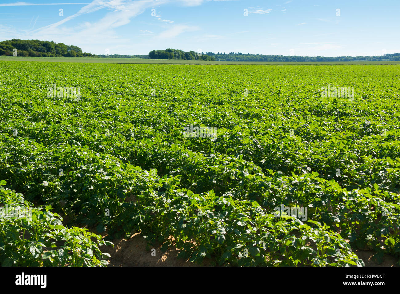 Grand champ de pommes de terre avec des plantes de pomme de terre plantés en rangées droites de nice Banque D'Images