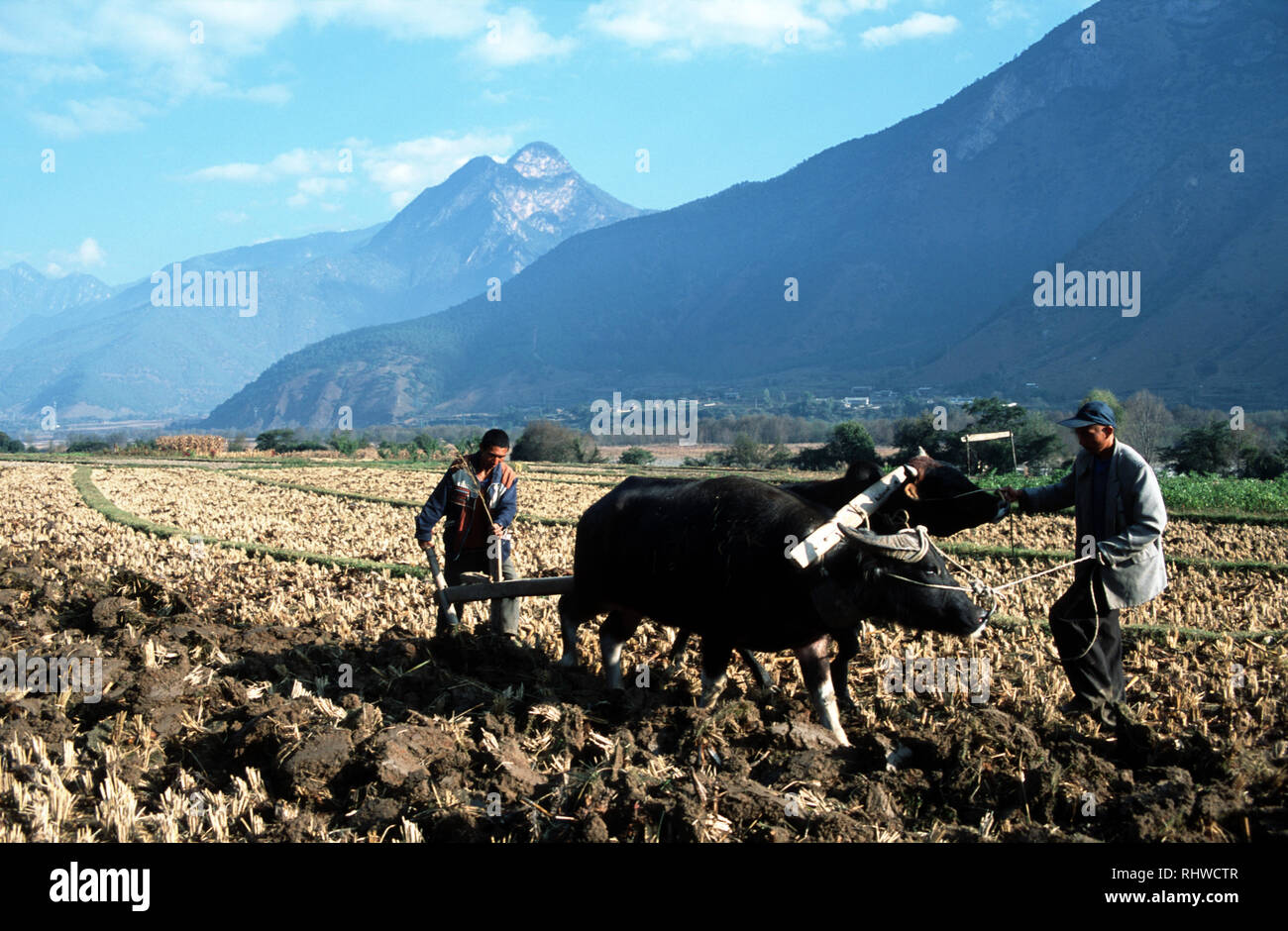 Les agriculteurs labourant la terre avec des boeufs près de la première courbe de la rivière Yangtze. La rivière est mis à flot avec un grand barrage du tigre bondissant prévue pour Banque D'Images