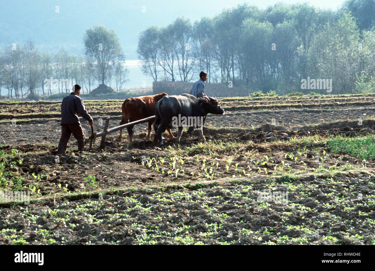 Les agriculteurs labourant la terre avec des boeufs près de la première courbe de la rivière Yangtze (la rivière est vu dans l'arrière-plan). La rivière est situé à inonder wi Banque D'Images