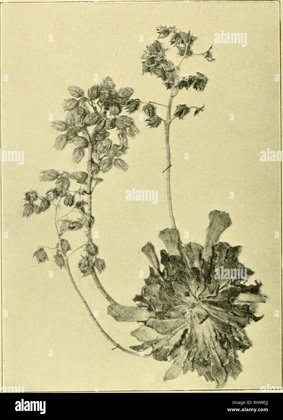 . Musées 08 Bergens skrifter. La science. 90 Liste des plantes vasculaires, liitlierto spontanée observés à Chypre. Tillaea Vaillantii. Willil Sp. pi. I. 721 (17H7). BnUiarda VniUanTi DC. Bull. Soc. Pliiloin. no. 49, 1 (1803) ; Ic. pi. j'^rass. queue. 74 ; J'{alars.y, Fl. liraec. I. .oltS. Cette minute hci'b est largement distribué dans l'ouest du pays^ ModiteiTanean^, vers l'Est de Malte et de l'ouest de la Grèce. Dans Boissiee».s de flore Oi'ien- talis il n'est pas mentionné. Mon fichier .specimina ne sont pas aussi mucli anclicd bi-comme dans le figui'c de De Candolle, cité ci-dessus. Nikosia, dans des flaques d'héliophysique internationale près de la haute com- mis,s Banque D'Images