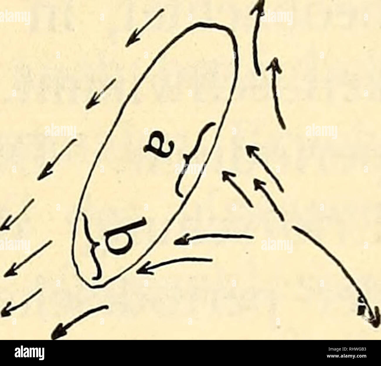 . 08 Bergens Musées aarbok. La science ; l'histoire naturelle. Textfig. 36 f. Stromungen Tuschekornchen von der schéma. frondosa.. Textfig. 36 g. Larve von Cucumaria Horizontalbewegung fuhrt die Larve aus, wenn die Wimpern kraftig nach hinten. Le Auch bei dieser Bewegungsart finden wir, wie oben, gesetzmåssige Bogenbewe geschildert die- gung. In der Tat sieht man in der hinteren détachées dem schråg Wimperbewegung gerichtete eine Larve, die Steuerung dient als. Bei der Beschreibung von Bogen mit kleinem sieht rayon homme mourra dans Wimperrichtung schråge eine transversale ubergehen. Wir haben schon oben Banque D'Images