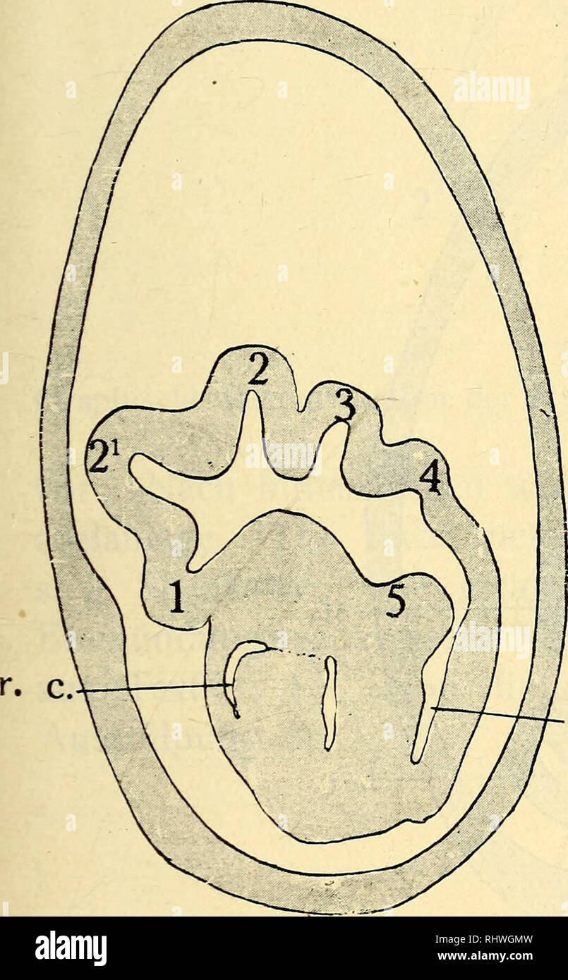 . 08 Bergens Musées aarbok. La science ; l'histoire naturelle. Cucumaria frondosa und Psolus phantapus. 35 anlage von der Winkel 30-31° mit der Medianlinie Textfig, une. 12 f ist der Winkel nur 22°. Die bei der wirkenden Drehung der Nåhe Kråfte miissen dans un von liegen und wirken. Ainsi, wie der Pfeil (Textfig. 12 a et b) angibt. In der Tat findet man, dass die Zellenzahl hier grosser als en pièces détachées des Hydrocoels ubrigen dem ist. Dies erhellt aus einem Blick auf Fig. 35, Taf. C. Bei un sieht man, dass die. I. c. r.. Veuillez noter que ces images sont extraites de la page numérisée des images qui peuvent avoir été d Banque D'Images