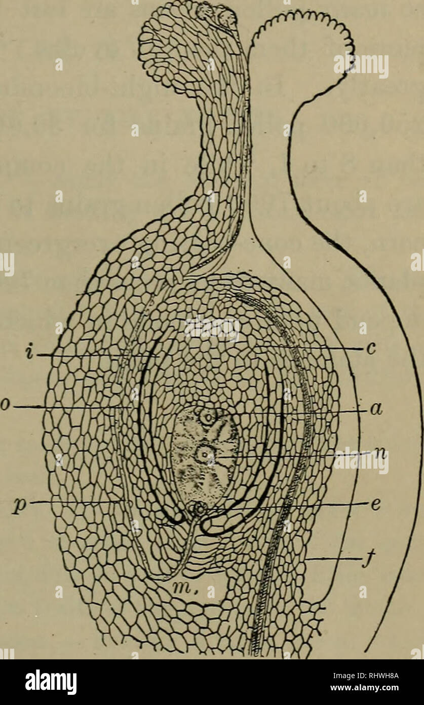 . Fondements de la Botanique. La botanique. 215 LA FÉCONDATION l'ovule ? ?i, fig. 165, atteint l'une des cellules présentés à l'e, et les transferts d'une cellule générative dans cette cellule-œuf. Ce dernier est ainsi permis de diviser et de croître rapidement en embryon. Tins la cellule n'en formant des murs et puis en- sement par la poursuite du lotissement, de la même façon dans laquelle les cellules à l'augmentation du point près de l'extrémité de la racine, ou ceux de la couche de cambium, subdiviser.1227. Nature du processus de fertilisation.- La caractéristique nécessaire du processus d'fertiliza- tion est l'union de l'essentiel de deux Banque D'Images