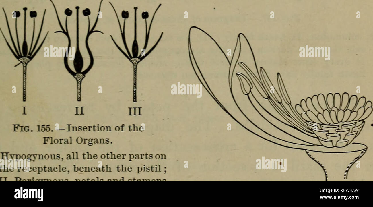 . Fondements de la Botanique. La botanique. A B ' C Fig. 154 - principaux types de placenta. Un placenta pariétal, ; B, placenta central ; C. libre placenta central ; A et B, trans- verset sections ; C, section longitudinale.. I II III Fig. 155. -L'insertion de l'organes floraux. I, Hypogynous, toutes les autres parties au récipient, sous le pistil ; II, Perigynous, les pétales et les étamines de plus en plus apparemment le calice, autour du pistil ; III, corolle. hypogynous étamines épipétales étamines. Fig. 156. - Le Bassin aux nymphéas blancs. La face interne des pétales et les étamines se développer de l'ovaire. de la white water-lily, dont un Banque D'Images