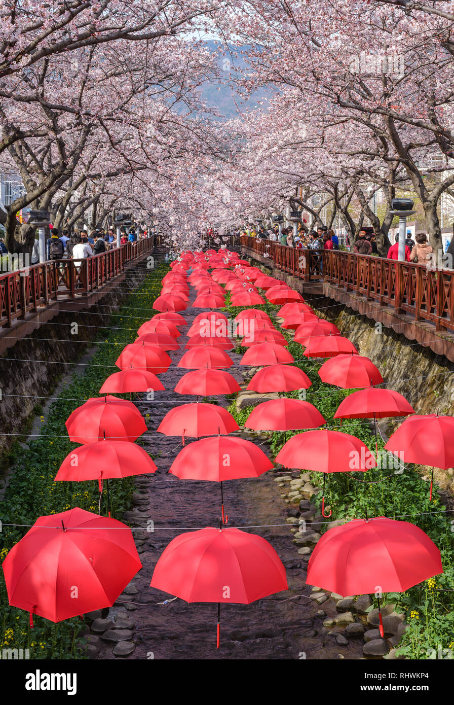 JINHAE, CORÉE DU SUD - 31 mars 2016 : Jinhae Corée du printemps, fleur de cerisier à Yeojwacheon Stream Banque D'Images