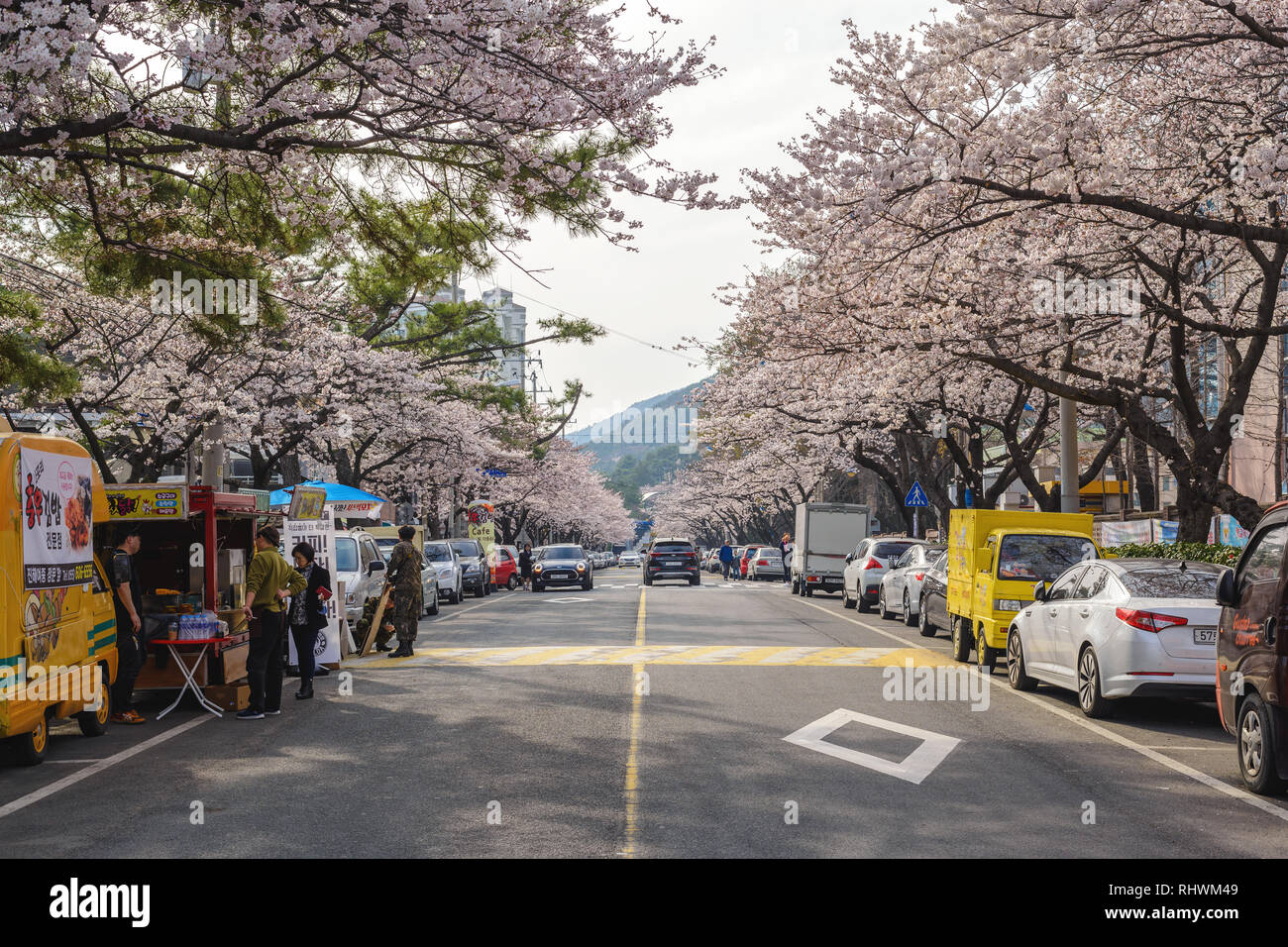 JINHAE, CORÉE DU SUD - 31 mars 2016 : Jinhae Corée du Sud, fleur de cerisier dans la ville Banque D'Images