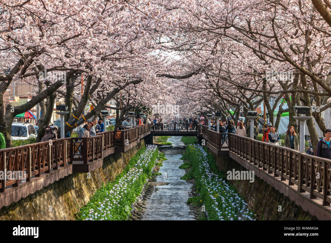 JINHAE, CORÉE DU SUD - 31 mars 2016 : Jinhae Corée du printemps, fleur de cerisier à Yeojwacheon Stream Banque D'Images