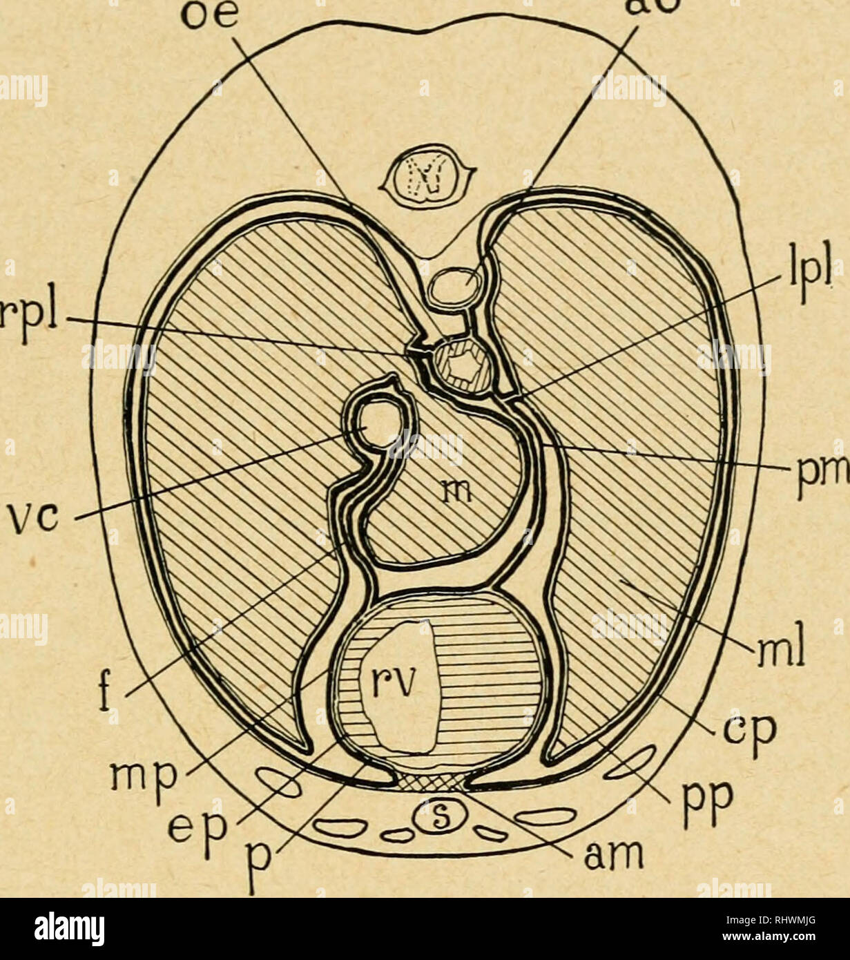 . Bensley l'anatomie de la pratique du lapin : un laboratoire primaire text-book dans l'anatomie des mammifères. Les Lapins -- Anatomie. Les Poumons 333 partition est environ la même épaisseur que le reste de la paroi du ventricule gauche. (A) (b) La Valvule auriculo-ventriculaire gauche ou bicuspidie (valvula bicuspi- dalis) est similaire à la structure générale de la valve tricuspide du ventricule droit, mais est plus près de forme circulaire, avec stout, étroitement regroupées les muscles papillaires. Les valves semi-lunaires de l'aorte sont au nombre de trois, et sont similaires à ceux de l'artère pulmonaire. En face de l'ao. Fig. 113. Banque D'Images