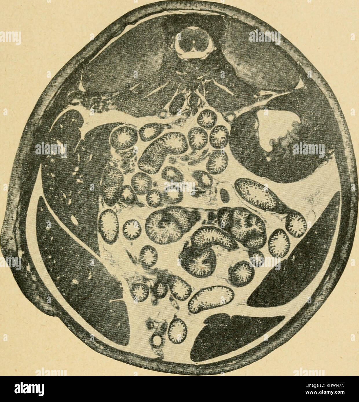 . Bensley l'anatomie de la pratique du lapin : un laboratoire primaire text-book dans l'anatomie des mammifères. Les Lapins -- Anatomie. VIII UNE COUPE TRANSVERSALE DE L'ABDOMEN 155. Veuillez noter que ces images sont extraites de la page numérisée des images qui peuvent avoir été retouchées numériquement pour plus de lisibilité - coloration et l'aspect de ces illustrations ne peut pas parfaitement ressembler à l'œuvre originale.. Bensley, B. A. (Benjamin Arthur), 1875-1934 ; Craigie, E. Horne (Edward Horne), 1894-. Philadephie : Blakiston Banque D'Images