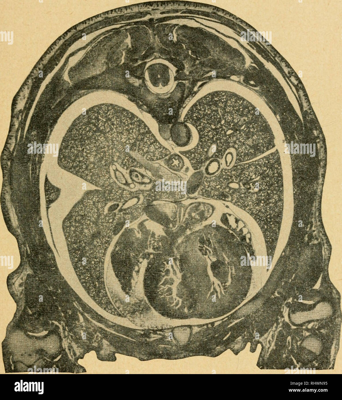 . Bensley l'anatomie de la pratique du lapin : un laboratoire primaire text-book dans l'anatomie des mammifères. Les Lapins -- Anatomie. VII UNE SECTION TRANSVERSE DU THORAX 153. Veuillez noter que ces images sont extraites de la page numérisée des images qui peuvent avoir été retouchées numériquement pour plus de lisibilité - coloration et l'aspect de ces illustrations ne peut pas parfaitement ressembler à l'œuvre originale.. Bensley, B. A. (Benjamin Arthur), 1875-1934 ; Craigie, E. Horne (Edward Horne), 1894-. Philadephie : Blakiston Banque D'Images