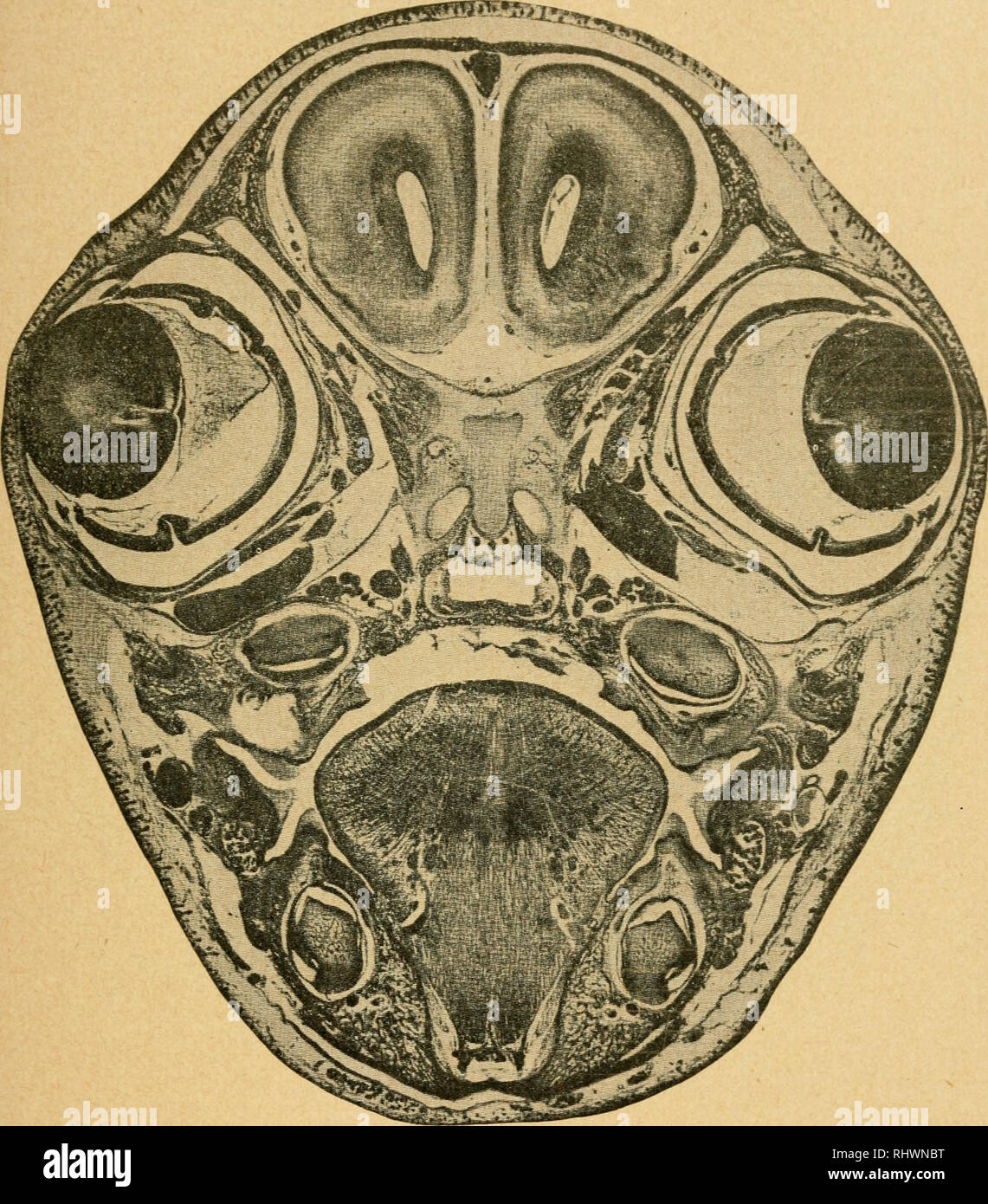 . Bensley l'anatomie de la pratique du lapin : un laboratoire primaire text-book dans l'anatomie des mammifères. Les Lapins -- Anatomie. IV UNE COUPE TRANSVERSALE DE LA RÉGION ORBITALE 147. Veuillez noter que ces images sont extraites de la page numérisée des images qui peuvent avoir été retouchées numériquement pour plus de lisibilité - coloration et l'aspect de ces illustrations ne peut pas parfaitement ressembler à l'œuvre originale.. Bensley, B. A. (Benjamin Arthur), 1875-1934 ; Craigie, E. Horne (Edward Horne), 1894-. Philadephie : Blakiston Banque D'Images