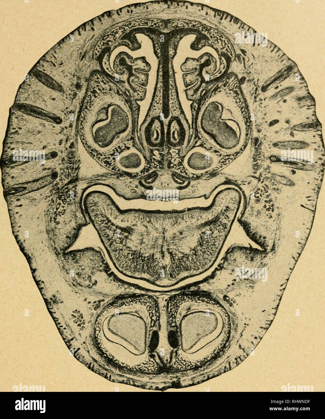 . Bensley l'anatomie de la pratique du lapin : un laboratoire primaire text-book dans l'anatomie des mammifères. Les Lapins -- Anatomie. Mauvais UNE COUPE TRANSVERSALE DE LA RÉGION nasale antérieure 145. Veuillez noter que ces images sont extraites de la page numérisée des images qui peuvent avoir été retouchées numériquement pour plus de lisibilité - coloration et l'aspect de ces illustrations ne peut pas parfaitement ressembler à l'œuvre originale.. Bensley, B. A. (Benjamin Arthur), 1875-1934 ; Craigie, E. Horne (Edward Horne), 1894-. Philadephie : Blakiston Banque D'Images