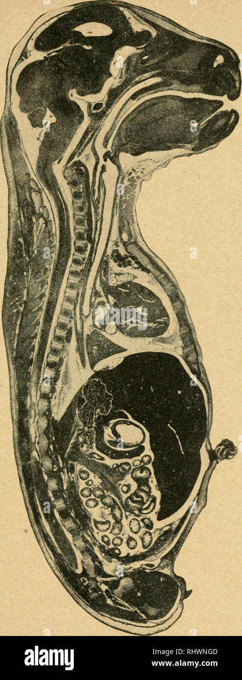 . Bensley l'anatomie de la pratique du lapin : un laboratoire primaire text-book dans l'anatomie des mammifères. Les Lapins -- Anatomie. c o pq w w H O O I-I H U w m &Lt ; : u 141. Veuillez noter que ces images sont extraites de la page numérisée des images qui peuvent avoir été retouchées numériquement pour plus de lisibilité - coloration et l'aspect de ces illustrations ne peut pas parfaitement ressembler à l'œuvre originale.. Bensley, B. A. (Benjamin Arthur), 1875-1934 ; Craigie, E. Horne (Edward Horne), 1894-. Philadephie : Blakiston Banque D'Images