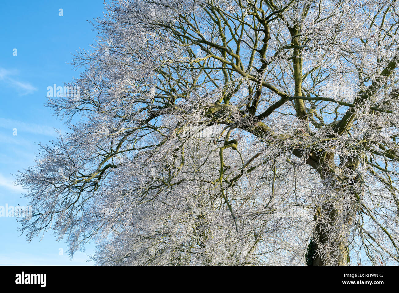 Fagus sylvatica. Givre couvrant un beech tree en janvier. Près de Burford, Oxfordshire, Angleterre frontière Gloucestershire Banque D'Images