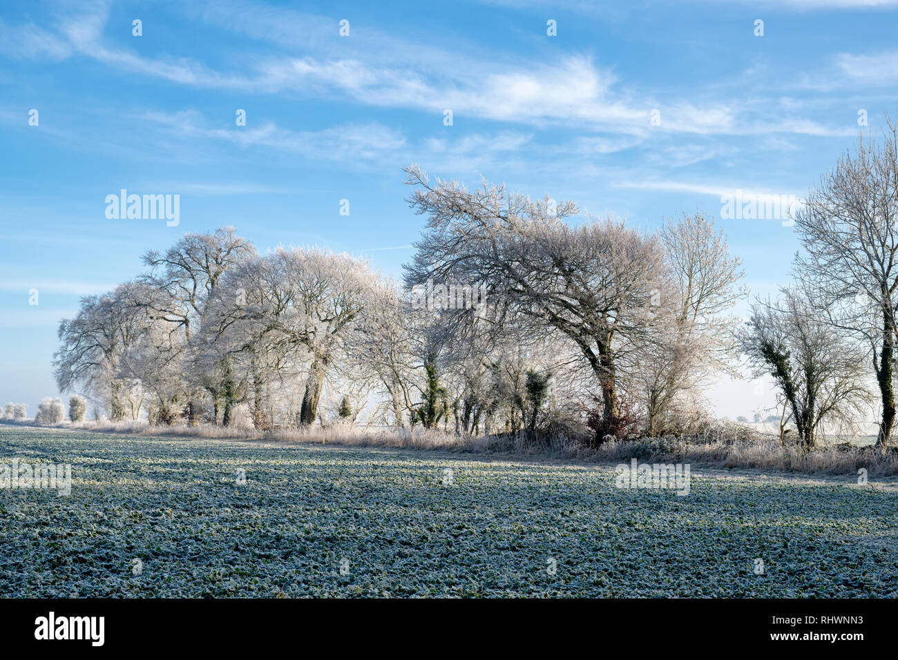 Givre sur les arbres et les terres agricoles en janvier. Près de Burford, Oxfordshire, Angleterre Gloucestershire border. Banque D'Images